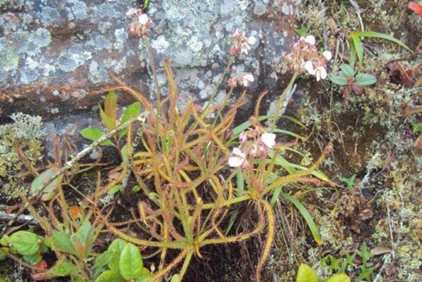 No one knew this plant existed until it was posted to Facebook