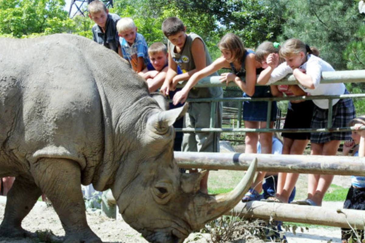 Fransa zooparkında brokonyerlər buynuza görə kərkədanı öldürüblər