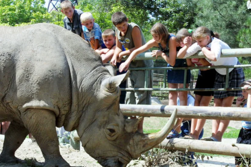 Fransa zooparkında brokonyerlər buynuza görə kərkədanı öldürüblər