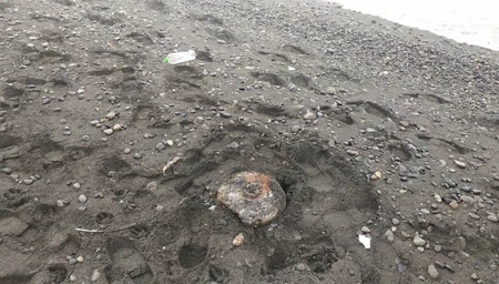 Lənkəranda 3 ədəd mina tapılıb