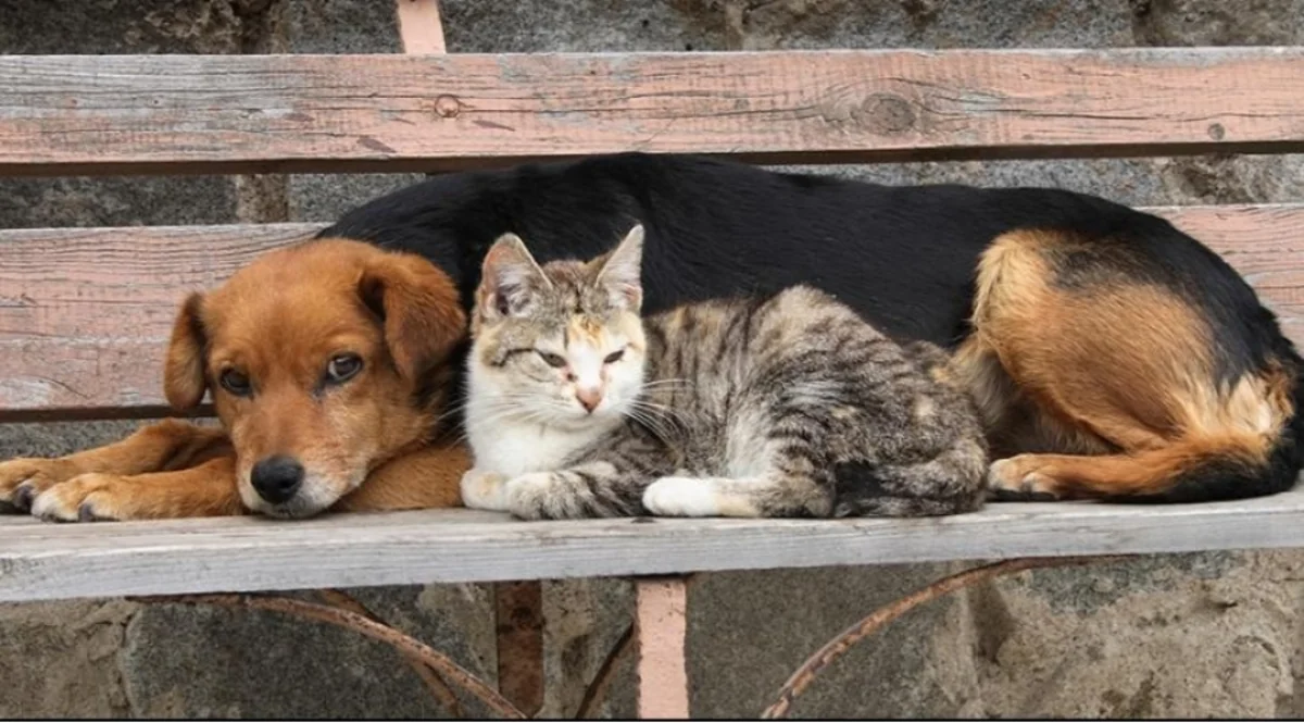 Azerbaijan may increase fines for animal cruelty