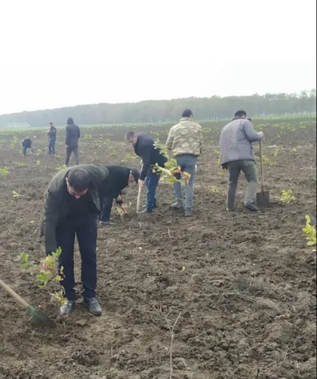 Son bir həftədə meşə fondu torpaqlarında 100 mindən çox ağac əkilib