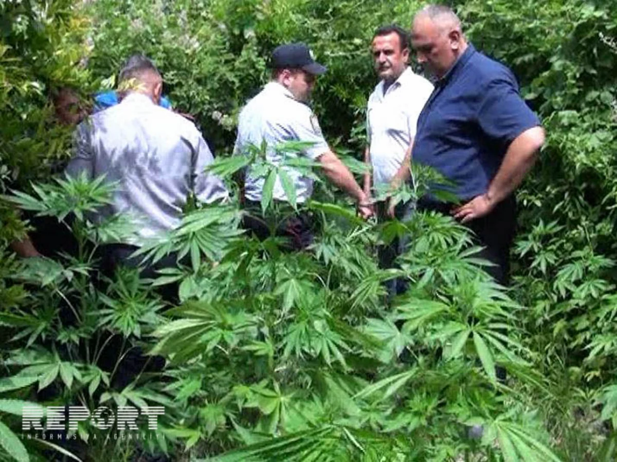 ​Neftçalada polis əməliyyat keçirib, külli miqdarda çətənə kolu aşkarlanıb - FOTO