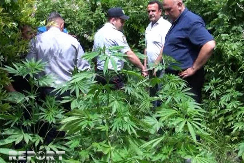 ​Neftçalada polis əməliyyat keçirib, külli miqdarda çətənə kolu aşkarlanıb - FOTO