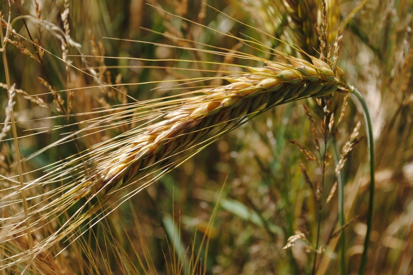 Cəlilabadda arpa əkini başlayıb