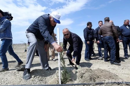 YAP Bakıda ağacəkmə aksiyası keçirib