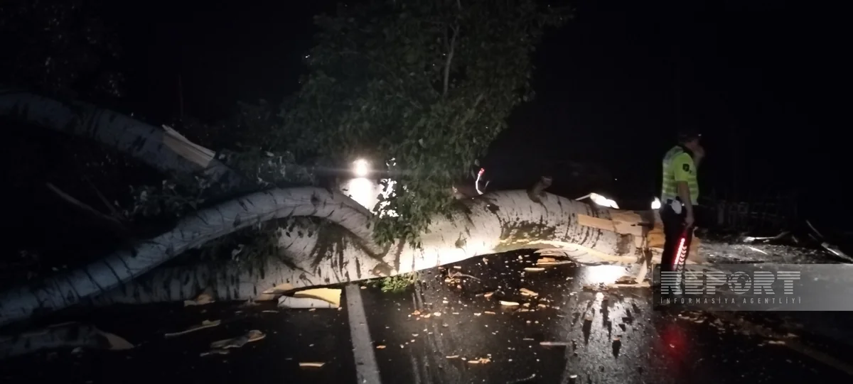 В Огузе восстановили движение после падения дерева на проезжую часть автомагистрали