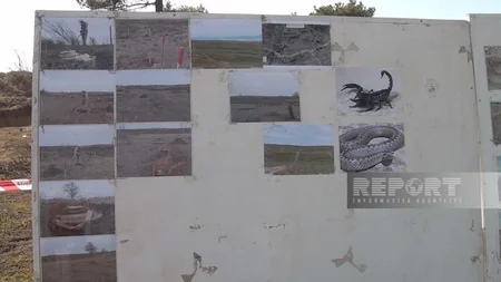 Snakes and poisonous insects hinder demining operations in liberated areas