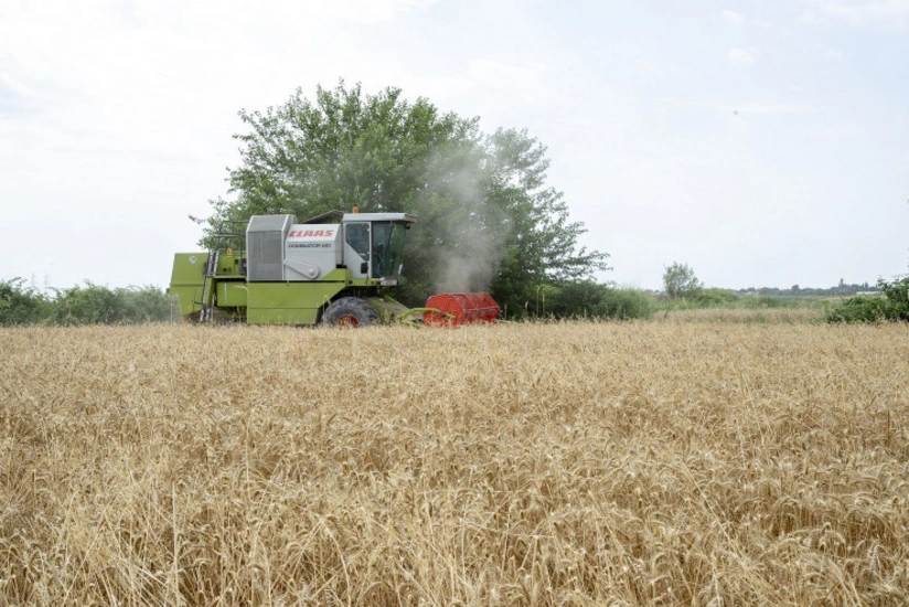 В Азербайджане зерновые убраны с 49% посевных площадей