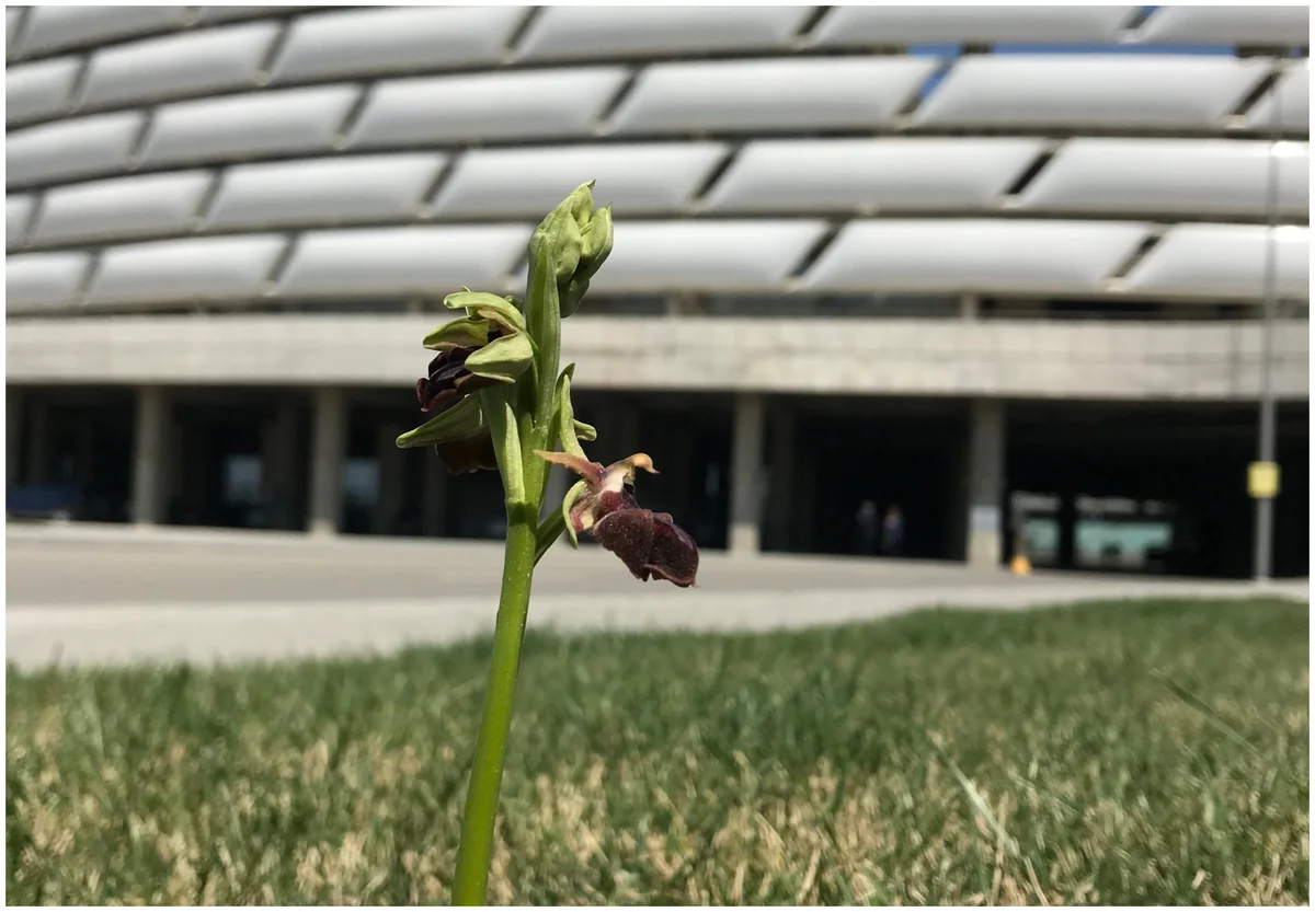 Bakı Olimpiya Stadionunun ərazisində xarı bülbül əkildi