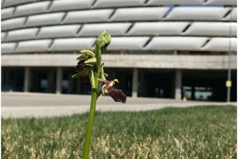 Bakı Olimpiya Stadionunun ərazisində xarı bülbül əkildi