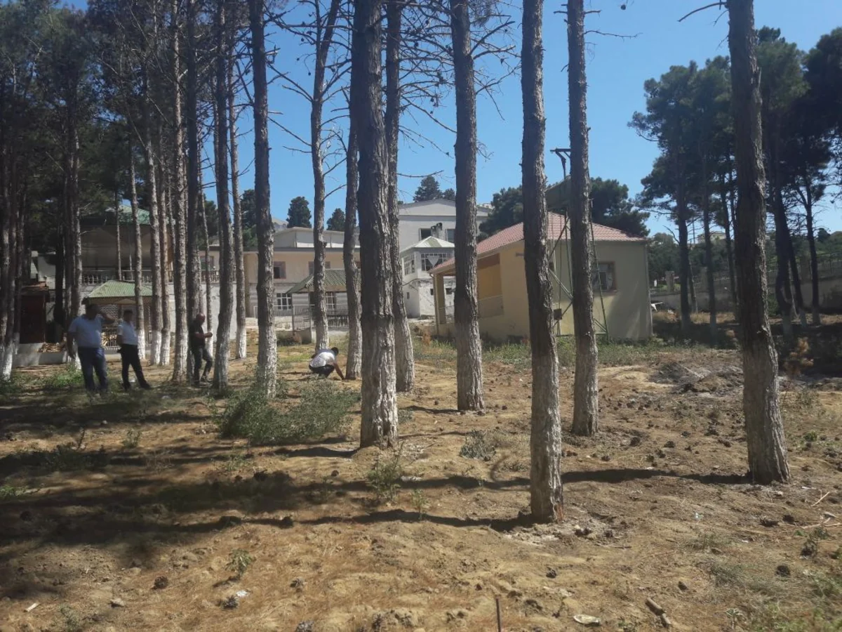 Nazirlik Bakıda ağacları məqsədli şəkildə məhv edən restoran sahibini 57 min 360 manat cərimələyib
