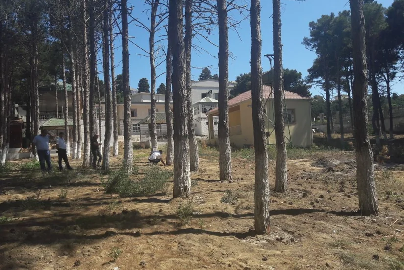 Nazirlik Bakıda ağacları məqsədli şəkildə məhv edən restoran sahibini 57 min 360 manat cərimələyib