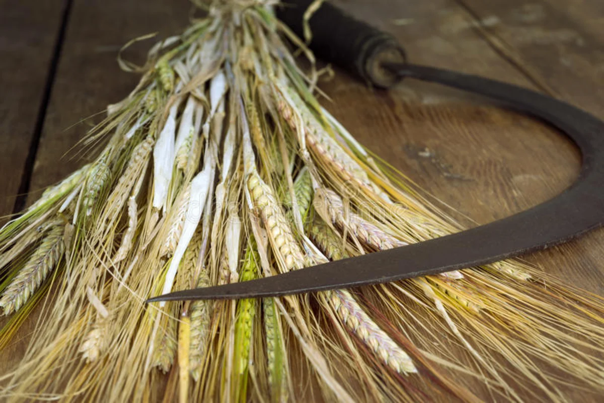 Qazax sakini həmyerlisinə oraqla xəsarət yetirib