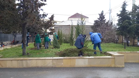 Bakıda kəsilən 6 sərv ağacının əvəzinə yeniləri əkilib