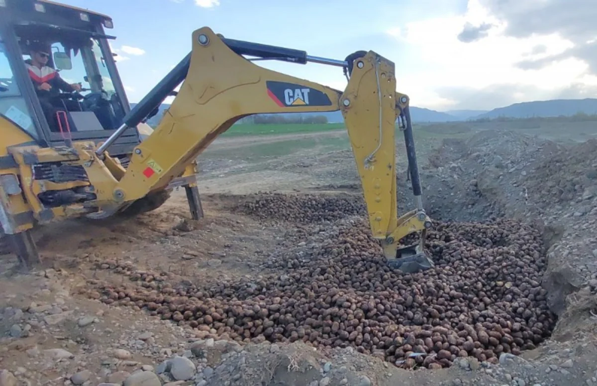 Gürcüstandan Azərbaycana gətirilən 24,5 ton kartof zərərvericilərə görə məhv edilib