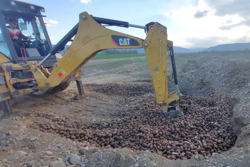 Gürcüstandan Azərbaycana gətirilən 24,5 ton kartof zərərvericilərə görə məhv edilib
