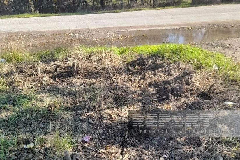 Cəlilabadda 9 ədəd ağac qanunsuz kəsilib