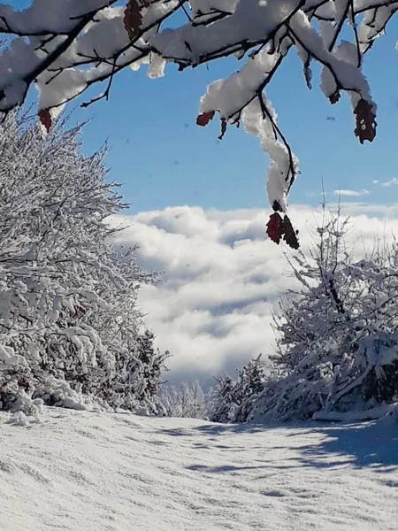 Azərbaycan parklarının qış görüntüləri - FOTOREPORTAJ