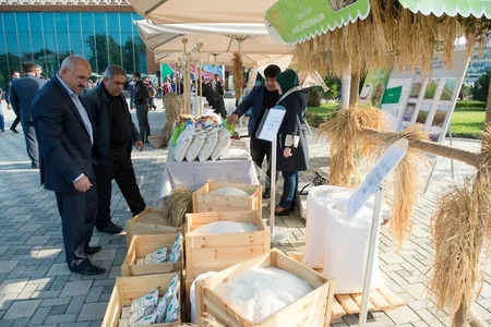 Lənkəranda III Çay, Çəltik, Sitrus Festivalı keçiriləcək - FOTO - VİDEO
