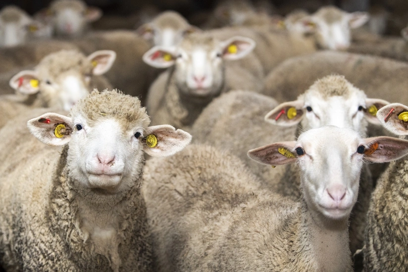 QMİ: Qurban bayramı iyulun 9-dadır və 3 gün davam edə bilər