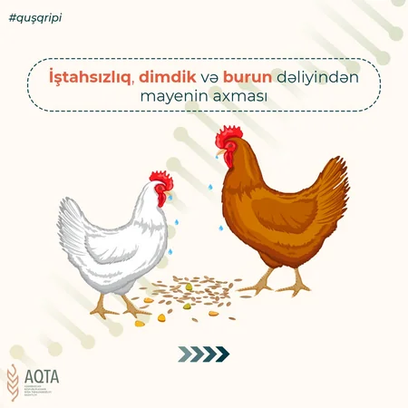AQTA quş qripi xəstəliyi bağlı əhaliyə xəbərdarlıq edib