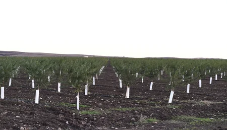 President Ilham Aliyev attends opening of Gakh Agropark