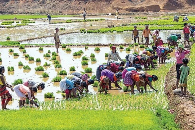 Урожай риса в Индии сокращается из-за недостатка осадков