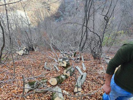 İsmayıllıda vələs və fıstıq ağaclarını qanunsuz kəsən şəxslər saxlanılıb