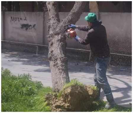 Güclü külək Bakıda 20 ağacı sındırıb