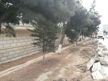 Bakıda yol tikintisi ilə bağlı 34 ağac köçürülür