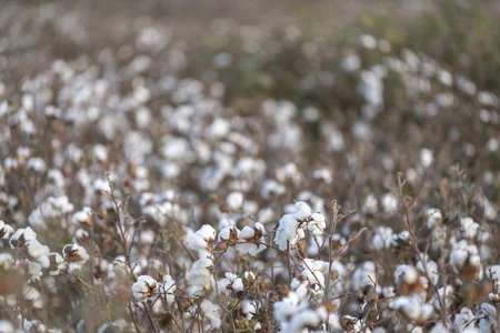 Azərbaycanda bu günə qədər 240 min tondan çox pambıq yığılıb