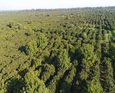 President Ilham Aliyev visits hazelnut farm in Gakh district