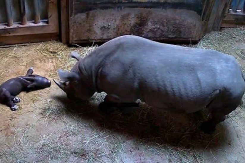 Çikaqoda Qırmızı kitaba düşmüş nadir qara kərgədan doğulub