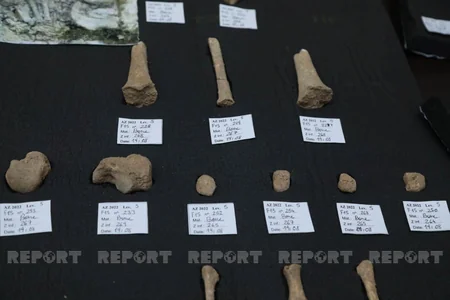 Scientific research conducted in Gobustan reserve discussed in Baku