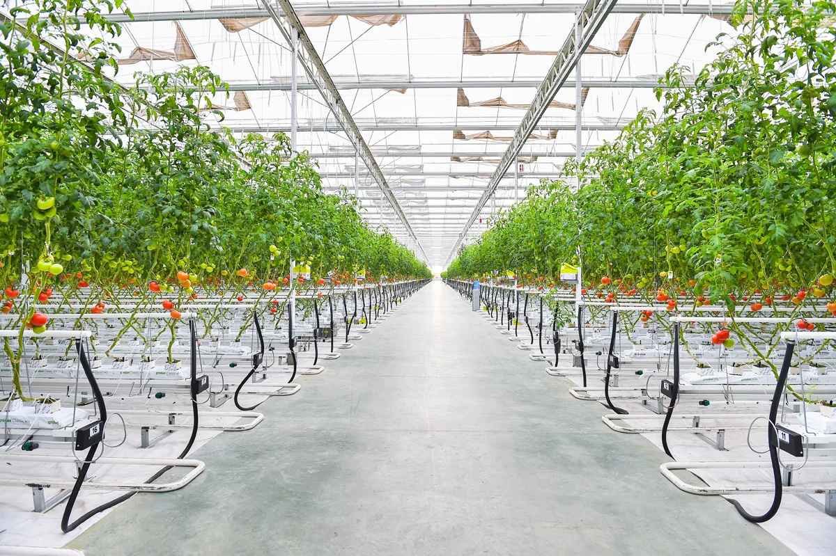 New agro-parks established in Azerbaijan