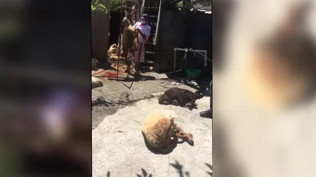 Bakıda qanunsuz ət kəsimi ilə məşğul olan 7 nəfər saxlanılıb