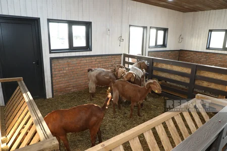 130 kq çəki, günə 6 litrə qədər süd - Laçındakı müasir keçi fermasından - REPORTAJ