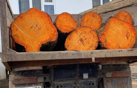 Qızılağac cinsli meşə materialını qanunsuz daşıyan şəxslər məsuliyyətə cəlb olunub