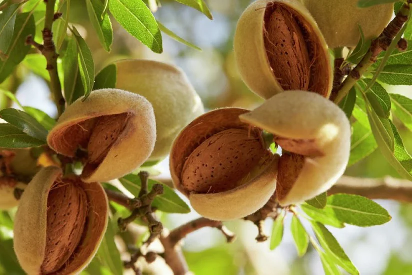 Şamaxıda badam əkini təsərrüfatlarının yaradılması təklif edilir