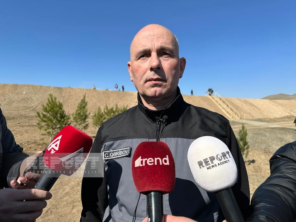 Cəbrayılda Ağıllı tingçilik ərazisində 200-dən çox şam ağacı əkilib