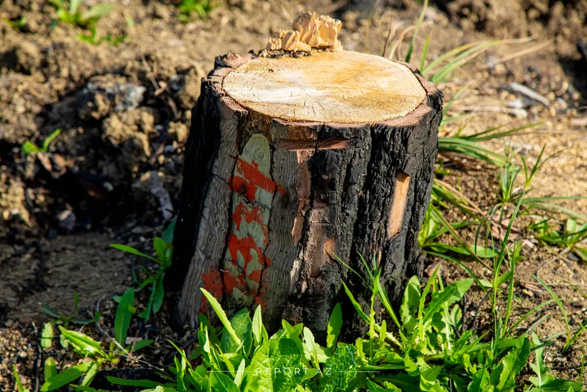 В Баку оштрафована строительная компания, вырубившая деревья