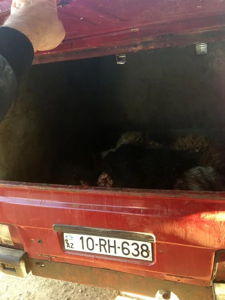 Bakı şəhərində və Yevlax, Bərdə, Ağcabədi rayonlarında qida təhlükəsizliyi ilə əlaqədar reydlər keçirilib