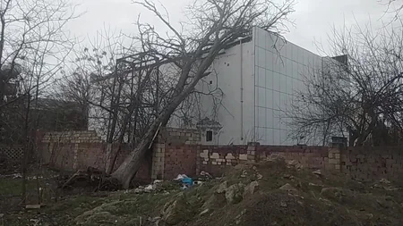 Salyanda 100 yaşlı ağac aşıb 