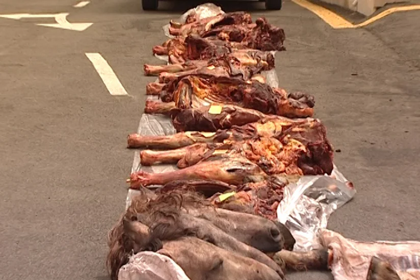 ​Ağdaş sakinləri 945 kiloqram at əti satmaq istəyərkən saxlanılıblar