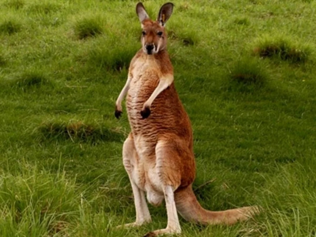 В Австралии кенгуру на лету сбил велосипедистку - ВИДЕО