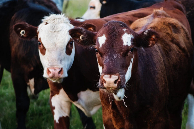 Azerbaijan raises cattle imports from Georgia