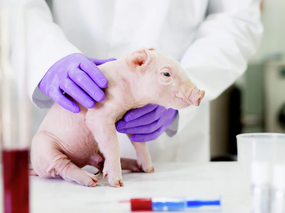 Researchers in Japan produce pigs for cross-species transplants to humans