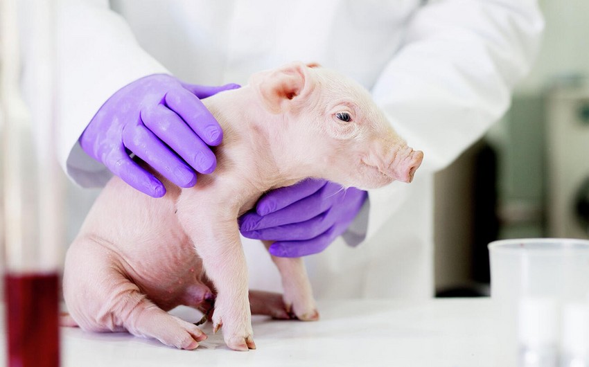 Researchers in Japan produce pigs for cross-species transplants to humans