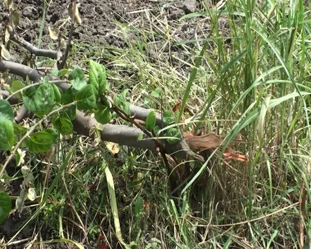 Göyçayda bir gecədə 60-dan çox meyvə ağacı kəsilib